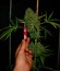 Sweet Black Angel fem (Samsara Seeds) семена конопли