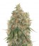 Arjan's Strawberry Haze fem семена конопли