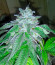 Golosa Early Version fem (Delicious Seeds) семена конопли