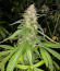 Monster Pebbles (Monster Genetics) семена конопли