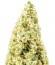 Amnesia Ganja Haze Auto fem (Sumo Seeds) семена конопли