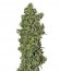 Big Tooth fem (Strain Hunters) семена конопли