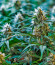 CBD Apple Betty Auto fem (Herbies Seeds) семена конопли