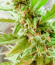 Gelato fem ( Cali Buds Seeds) семена конопли