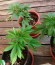 Stress Killer Automatic fem (Royal Queen Seeds) семена конопли