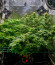 Tropicana Cookies FF fem (FastBuds) семена конопли