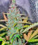 Jack Herer fem (Seedkeepers) семена марихуаны