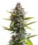 Strawberry Gorilla Auto RF3 fem (FastBuds) семена конопли