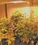 Bcn Sour Diesel fem семена конопли
