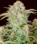 Bruce Banner Auto fem семена конопли