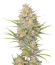 Z-Up Auto fem (FastBuds) семена конопли