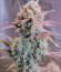 Auto Night Queen fem (Dutch Passion) семена конопли