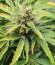CBD Auto Charlotte’s Angel fem (Dutch Passion) семена каннабиса