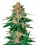 Delicious Candy reg (Delicious Seeds) семена конопли
