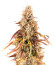 Apricot Auto fem (FastBuds) семена конопли