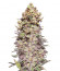 Gran Purple Banner Auto fem семена конопли