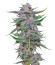 Lemon Cherry Gelato fem от Barney's Farm семена конопли