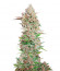 Godzilla Cookies Auto fem (Herbies Seeds) семена конопли