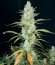 Mimosa Cake Auto fem семена конопли