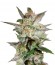Star 47 fem (World of Seeds) семена конопли
