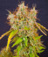 GMO Auto fem (Barney's Farm) семена конопли