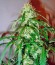 Mango Haze fem семена конопли