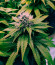 Cafe Racer (Blimburn Seeds) семена конопли