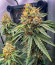 Lemon Drizzle fem (Barney's Farm) семена конопли