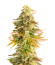 Chem Cookies fem (AlphaFem Seeds) семена конопли