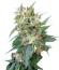 Buddha Deimos auto fem семена конопли