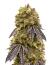 La Calma Autoflower fem (Easy Grow Seeds) семена конопли