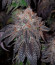 Planet of the Grapes RBX fem (Ethos Genetics) семена конопли