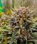 Strawberry Gorilla Auto RF3 fem (FastBuds) семена конопли