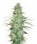 Super Skunk reg (Nirvana Seeds) семена конопли