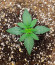 GMO fem (Barney's Farm) семена конопли