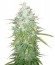 Afghan Kush X Black Domina fem (World of Seeds) семена конопли