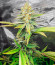 Auto Critical Lemon CBD (Advanced Seeds) семена конопли