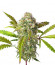 Fruit Gum fem (UKHTA420) семена конопли