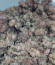 Girl Scout Cookies fem семена конопли