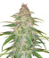 Mandarin Thuggee fem (AlphaFem Seeds) семена конопли