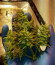 Neville Haze Ryder Auto fem (World of Seeds) семена конопли