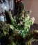 AK-49 fem (Vision Seeds) семена конопли