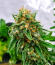 Banana Daddy Auto RBX2 fem (Ethos Genetics) семена конопли