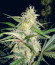 Sweet ZZ Automatic fem (RQS) семена конопли