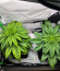 Purple Lemonade FF fem (FastBuds) семена конопли