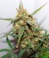 Cookies auto fem FastBuds семена конопли