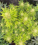 Grandmommy Purple Auto fem (Herbies Seeds) семена конопли