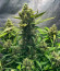 Papaya Zoap Auto fem (Sweet Seeds) семена конопли