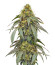 Polar Gelato fem (Silent Seeds) семена конопли