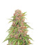 Beginner Auto Mix Pack fem от Herbies Seeds семена микса конопли
